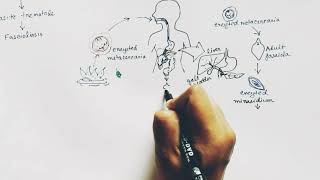 Fasciola Hepatica lifecycle  Hindi   Liver Fluke  Lifecycle [upl. by Soneson243]