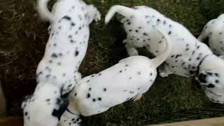 Dalmatian Puppies For Sale [upl. by Yemirej]