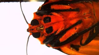 I magnified moths and this was the result DARWIN M2 Digital Microscope [upl. by Sihunn]