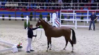 Cooper v d HeffinckQuintero stallion  2013 for sale [upl. by Aicineohp702]