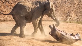 ELEFANTE vs HIPOPOTAMO  ¿Quién Ganaría  EPIC VERSUS 🐘🆚️🦛 [upl. by Guildroy]