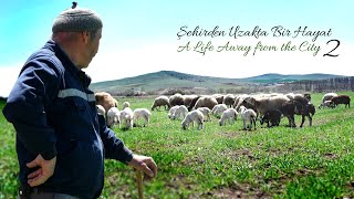 Şehirden Uzakta Bir Hayat  Bölüm 2  Çobanlığa Devam [upl. by Neelyk]