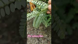 నేల ఉసిరి medicinal plants phyllanthus niruri ytshorts pleasesubscribe 👍👍 [upl. by Aldridge]