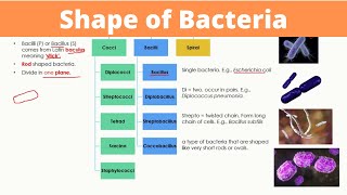 Shape of Bacteria  Arrangements of Cocci Bacilli and Spiral  Monera [upl. by Otrebilif]