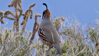 Male Gambels Quail Bird Call [upl. by Patsy]