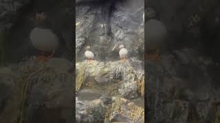 puffin birds puffins aquarium nature naturelovers [upl. by Arima]