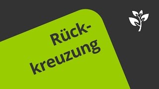 Rückkreuzung  Eine Erklärung  Biologie  Genetik [upl. by Anoynek]