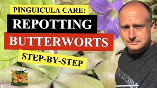 PINGUICULA CARE REPOTTING A VARIEGATED BUTTERWORT STEP BY STEP [upl. by Nomma]