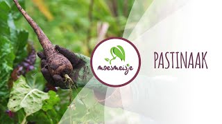 Pastinaak kweken van zaaien tot oogsten  Pastinaak zaaien in de moestuin [upl. by Aierdna]