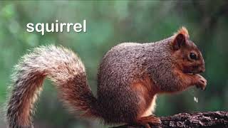 Remastered Squirrel Scene From Baby Dolittle  World Animals 2001 [upl. by Janus]