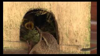 Family of Wrens Nesting in Cornwall [upl. by Alric918]