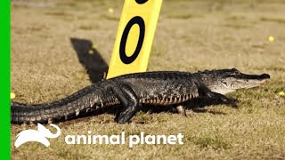 Gator Wanders Onto Golf Course  Gator Boys [upl. by Woodall]