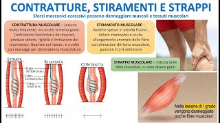 CONTRATTUTRE STIRAMENTI E STRAPPI MUSCOLARI [upl. by Aelrac905]