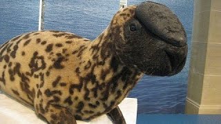 18 Animales que se extinguirán antes de que mueras [upl. by Pulling]