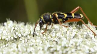 Gemeiner Widderbock Clytus arietis [upl. by Aniad]