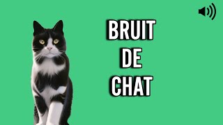 bruit de CHAT 🐱 miaulement [upl. by Acenes48]