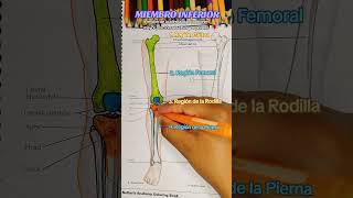 😱 Sabías esto del miembro inferior estudiantedemedicina anatomy sabiasque anatomiahumana [upl. by Dnomhcir]