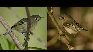 Huttons Vireo and Rubycrowned Kinglet [upl. by Akenat830]