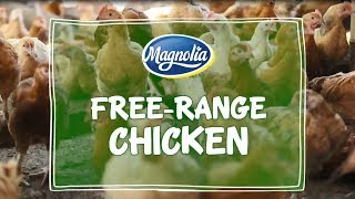 Inside the Magnolia Free Range Chicken Farm [upl. by Naux]