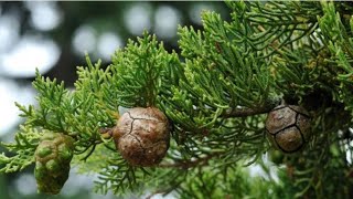 CIPRESSO   genere Cupressus   Differenza con una TUIA  genere Thuja   CAPRA E CAVOLI [upl. by Asnerek24]