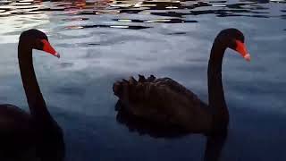 Black swan gliding through the water at night [upl. by Tyoh]