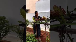 எங்கள் வீட்டு தோட்டத்தில் காய்த்த டிராகன் பழம்  Dragon Fruit Harvest  Happy gardening  shorts [upl. by Danieu75]