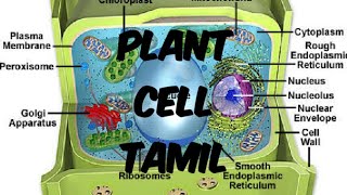 Anatomy of Flowering Plants in Tamil  Part 1  NCERT Line by line  TB 2025 [upl. by Aruasor]