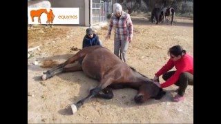 Reiki para aliviar dolor de cólico en caballo [upl. by Baoj]