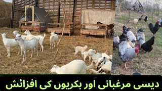 Organic Farming Of Goats amp Poultry Bird ll Organic Agriculture Farming [upl. by Marita316]