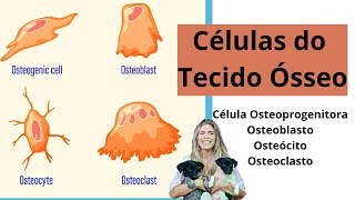 Células do Tecido Ósseo célula osteoprogenitora osteoblasto osteócito e osteoclasto [upl. by Dira290]