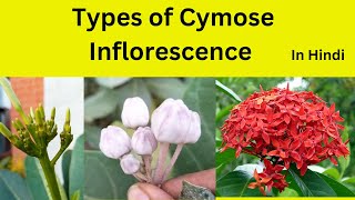 Cymose Inflorescence and it’s types in Hindi Types of Cymose inflorescence class 11 [upl. by Wartow]