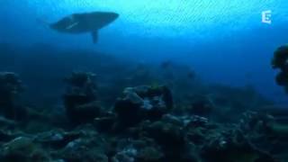 Le Megalodon ancêtre du Requin Blanc DOCUMENTAIRE [upl. by Massie973]