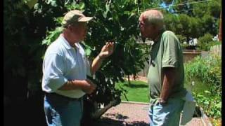 How To Grow A Fig Tree In Southern New Mexico [upl. by Becker894]