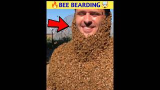 🔥Bee Bearding🤯shorts viral [upl. by Ilke]