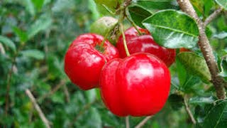 Barbados Cherry Acerola tree in Phoenix AZ [upl. by Elauqsap]