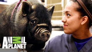 Los veterinarios contratan a una nueva asistente  Veterinarios de Texas  Animal Planet [upl. by Caty]