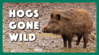 Hogs Wild Fighting the Feral Pig Problem [upl. by Boggers182]