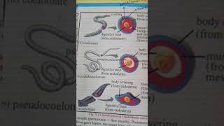 CoelomatesAcoelomates And Pseudocoelomates ❤doctorbiology [upl. by Ahsinac969]