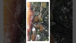 Artocarpus Heterophyllus Jackfruit Yaca Jaca Nanca [upl. by Molloy]