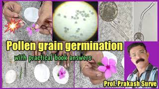 Pollen grain germination on slide  live demonstration  By Prof Prakash Surve [upl. by Barcroft]