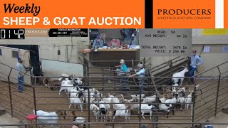 10102023  Producers Livestock Auction Company Sheep amp Goat Auction [upl. by Essie702]