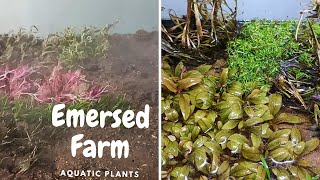 Aquatic Plant farm Secret Emersed Plant Farm Setup  Emersed Setup  Yogesh Balaji  YB aquatics [upl. by Kopple]