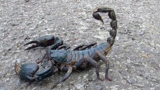 😱 Giant Black Scorpion  Wildlife Thailand 😨 [upl. by Lengel]