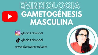 Gametogénesis masculina Embriología humana medicina [upl. by Satterlee]