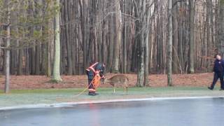 Fireman takes selfie after deer rescue [upl. by Suiram]