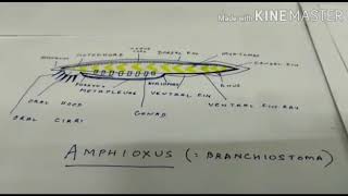 Cephalochordata features eg Amphioxuspart 1 [upl. by Ray]