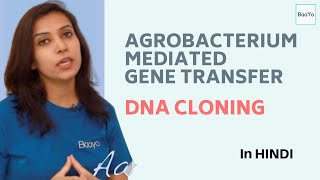 Agrobacterium Mediated Gene Transfer  Part 4  DNA Cloning [upl. by Nylirad]