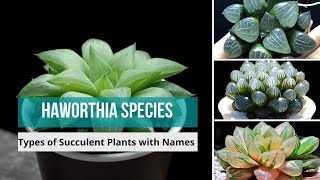 Haworthia Species  haworthia types of haworthia Succulent Plants with Names  haworthias [upl. by Rachelle941]