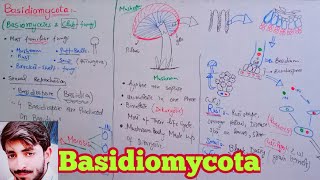 Basidiomycota  Basidiomycetes  Club Fungi  Biology 11th  Chapter 8 Fungi [upl. by Woodie]