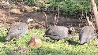 Guinea Fowl Farming [upl. by Auqinaj]